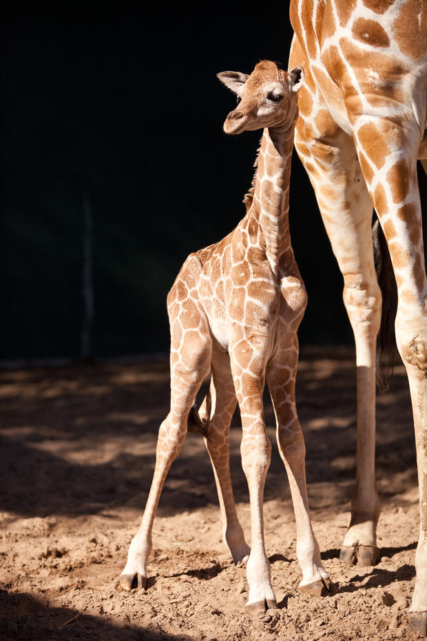 baby_giraffe_at_busch_gardens_-_bititi_s_female_baby.jpg 