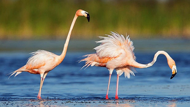 Record size flock of wild flamingos spotted in Fla. - CBS News