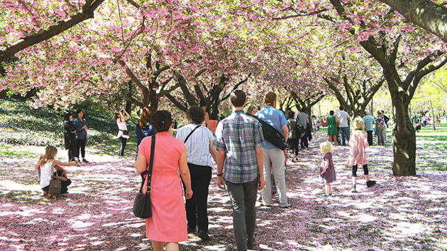cherry-blossoms-brooklyn-_jlloyd.jpg 