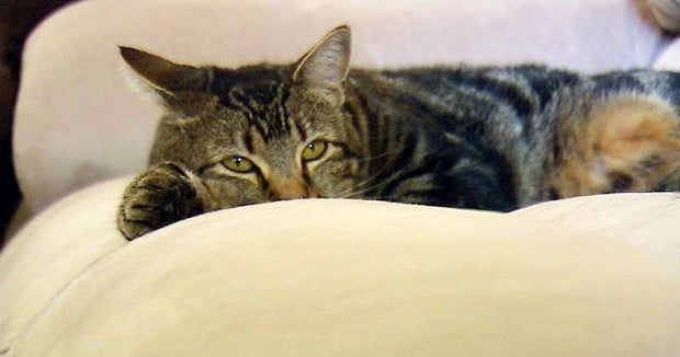 Tara The Hero Cat Video Goes Viral Cbs News