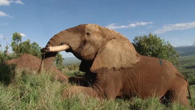 Crisis at legendary zoo set up over 60 years ago after it's