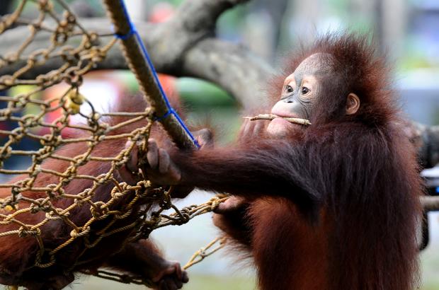 Orphaned orangutans 