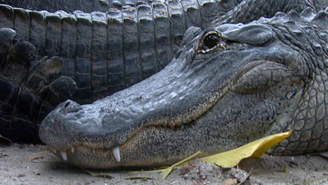 everglades-holiday-park-alligator.jpg 