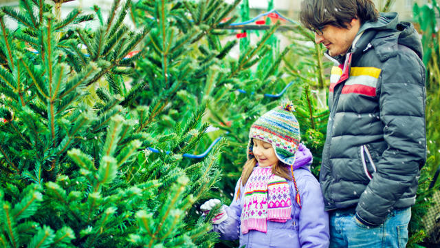 christmas-tree-farm-lot.jpg 