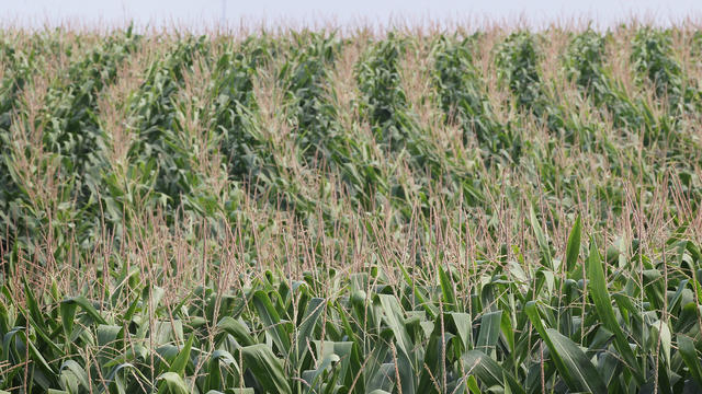 corn-crops.jpg 
