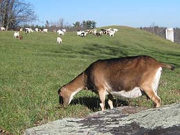 Goats-in-pasture 