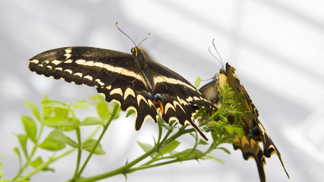 schausswallowtail016.jpg 