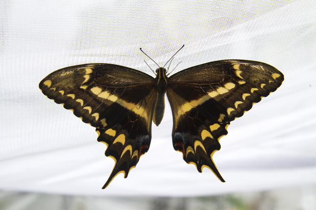 schausswallowtail011.jpg 