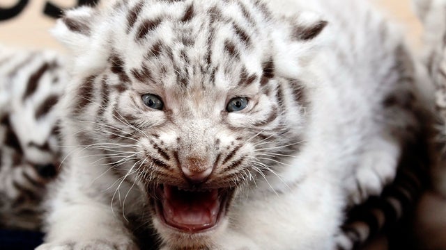 A white Bengal tiger cub is pictured at the White Zoo in Kernhof, Austria, May 26, 2014. 