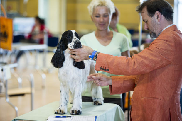 International Dog Grooming Championships 