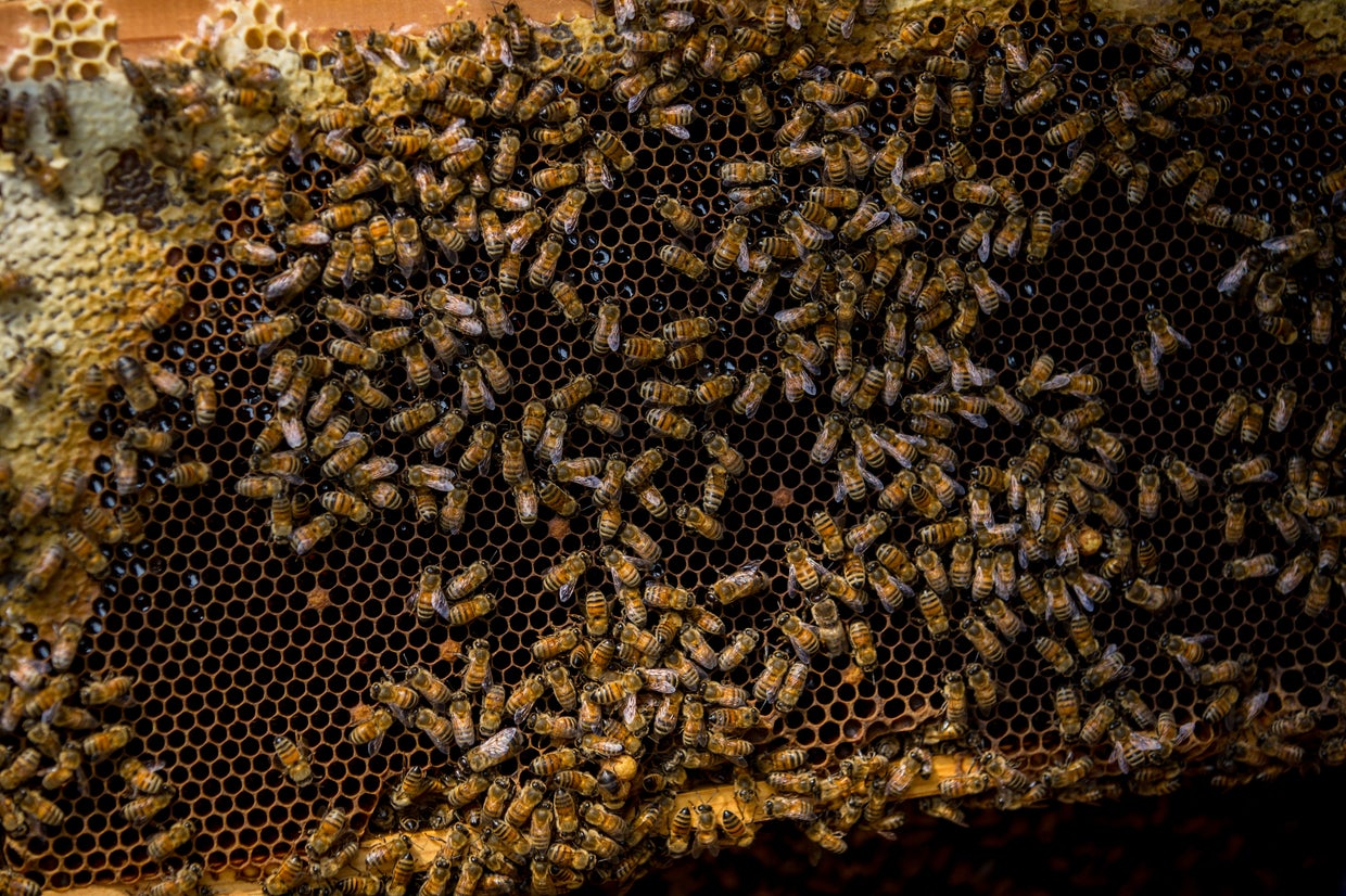 Rooftop beekeepers