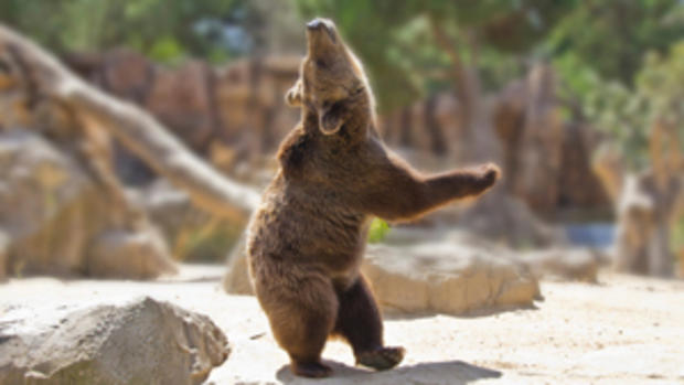 DANCING BEAR!! 