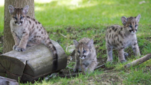 Rescued Cougar Cubs Make New Home In California 