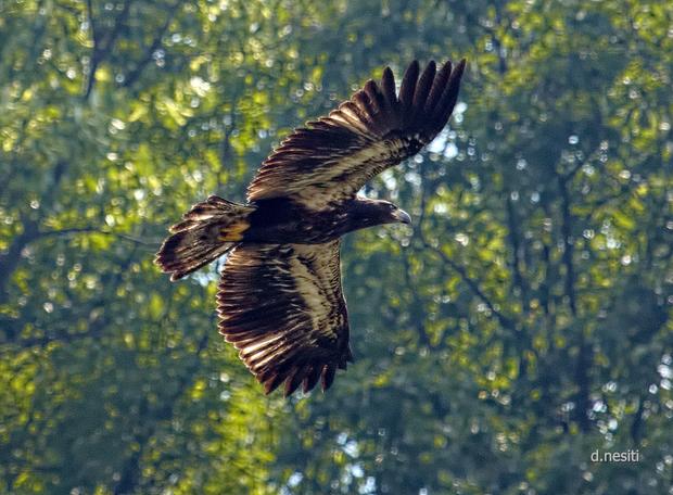 Hays Eaglet Flying 