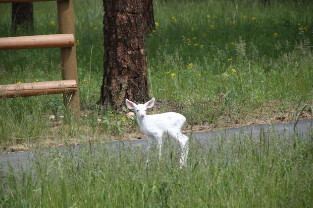 albino-mule-deer-fawn.jpg 