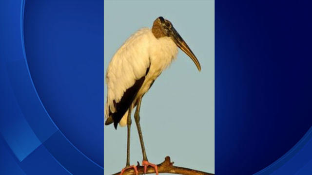 wood-stork.jpg 