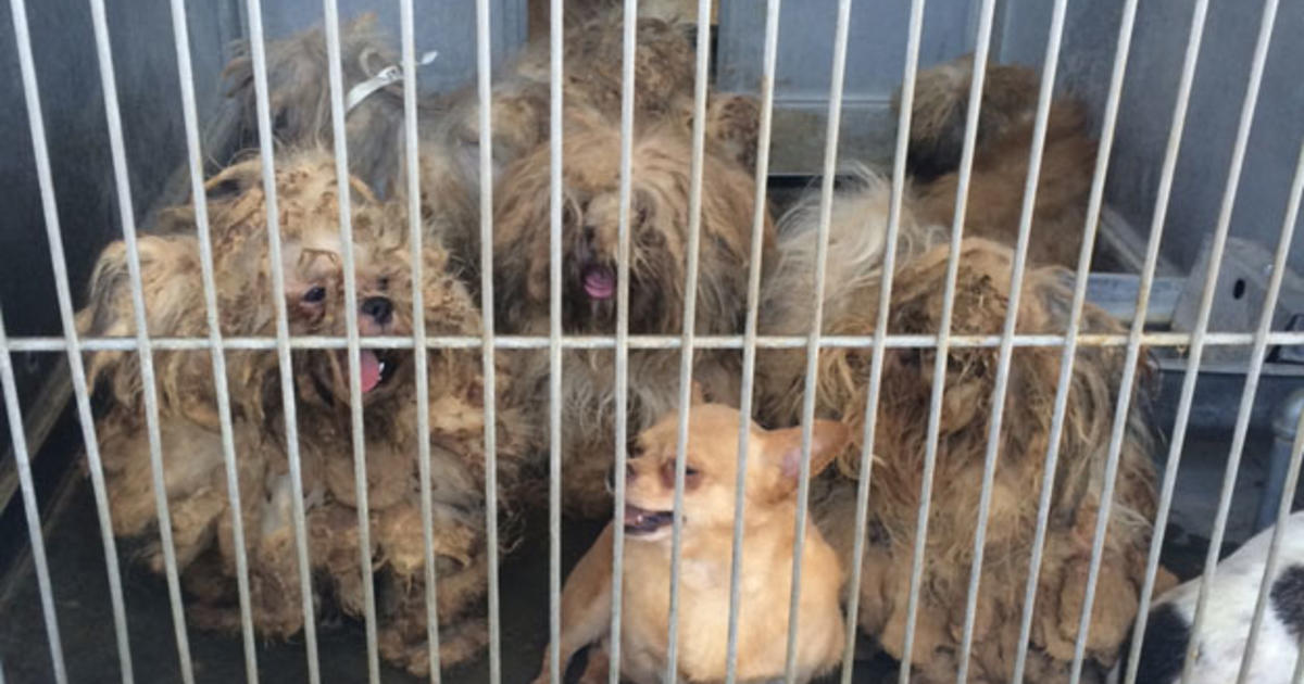 More Than 50 Dogs & Cats Seized From San Bernardino County Home - CBS Los  Angeles