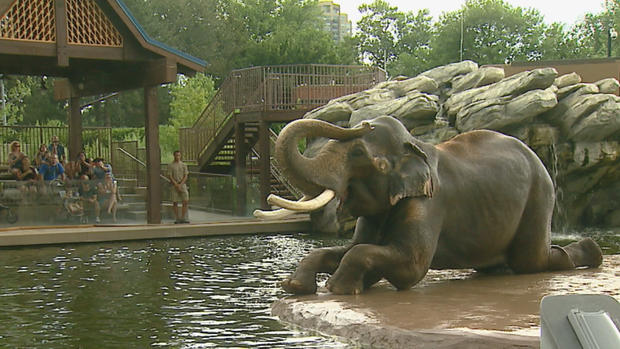 elephant at zoo 