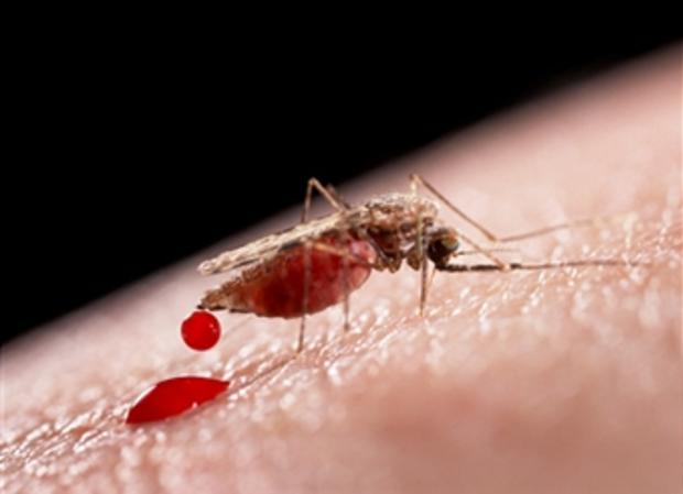 malariamosquitopic.jpg 