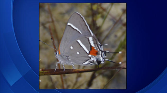 bartrams-hairstreak-butter.jpg 