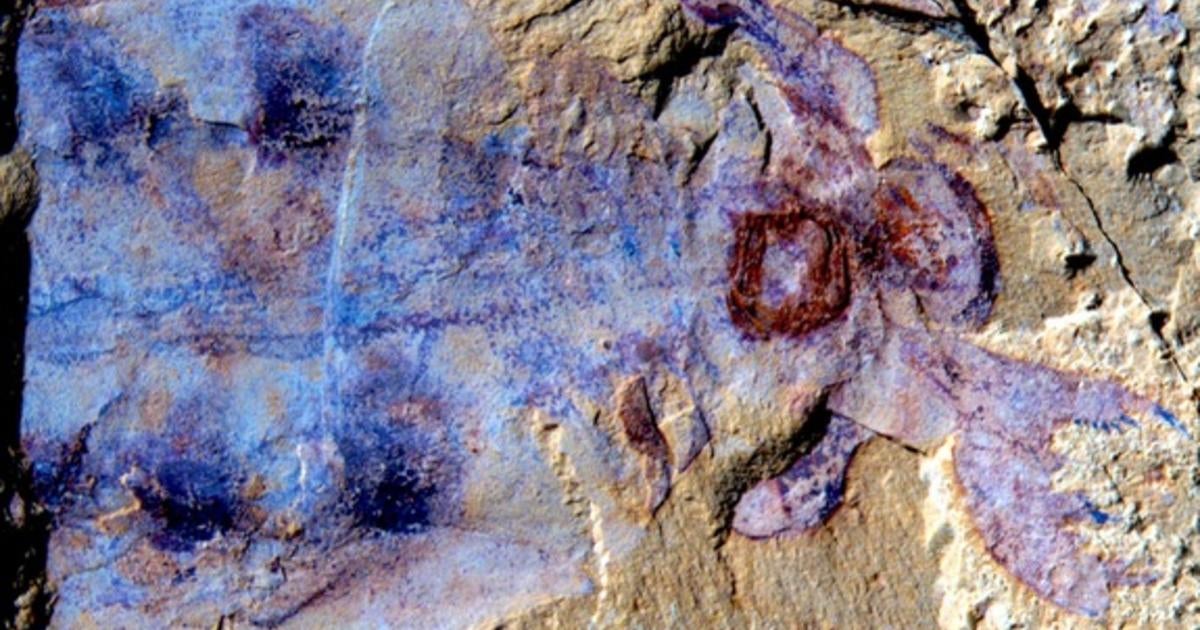 520-million-year-old Fossil With Brain Intact Found In China - CBS News