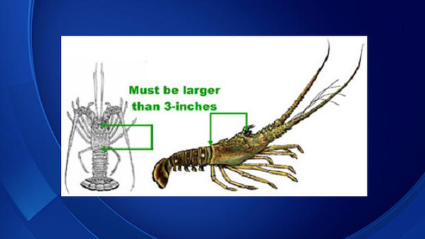 Lobster Measure 