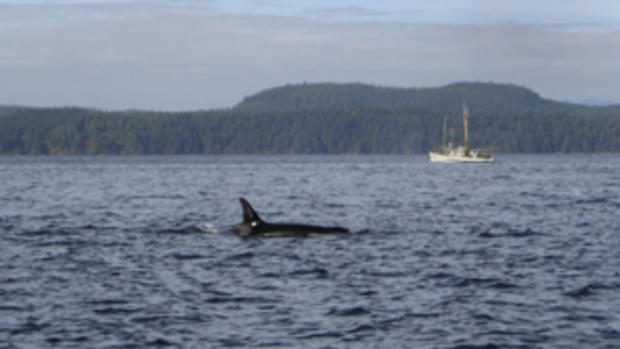 orca alaska 