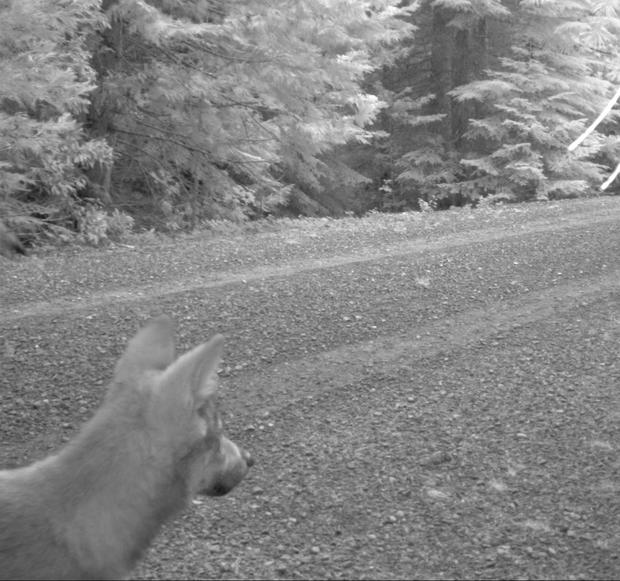 Remote cameras captured the wolf's pups. 
