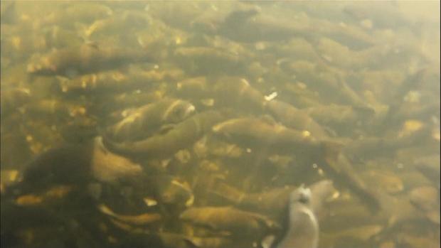Leadville Fish Hatchery 