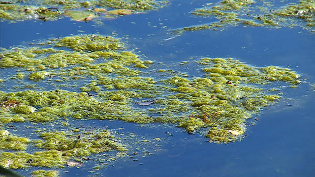 blue-green-algae-1.jpg 