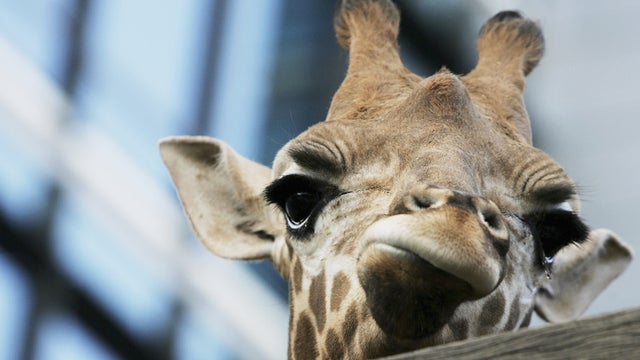 giraffe52949244.jpg 