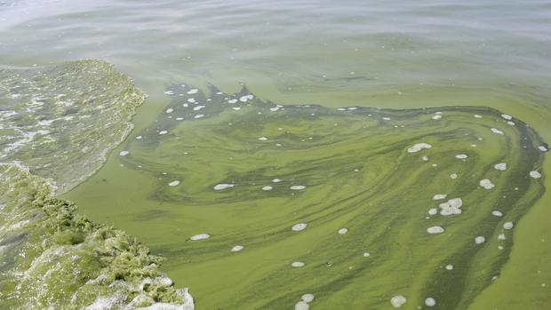 Algae spreads across Lake Erie 