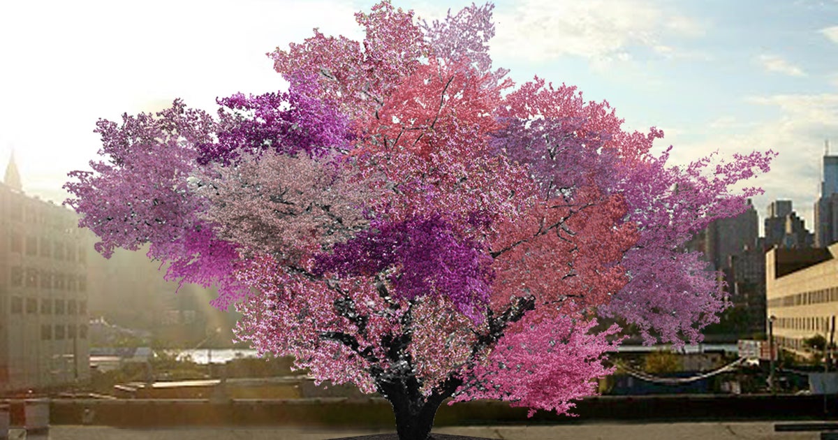 Tree of 40 forty fruit sam van aken - CBS News