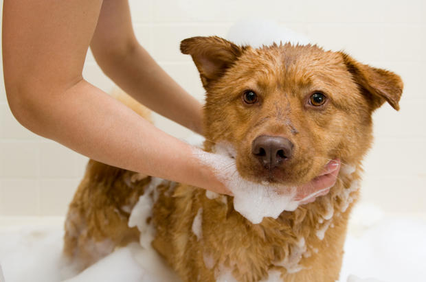 Dog taking a bath pet grooming groomer 