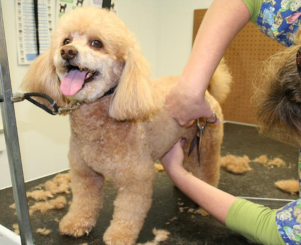 pet grooming dog clean wash bath 