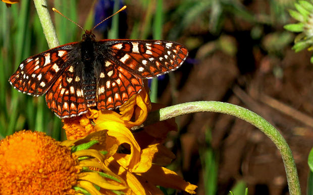large-tiger-butterfly.jpg 