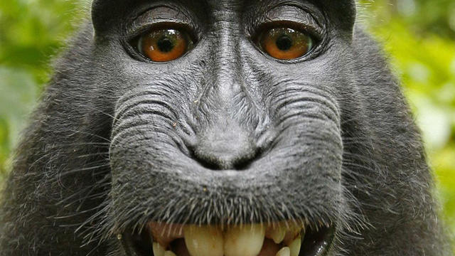 macaque-self-portrait-david-slater.jpg 