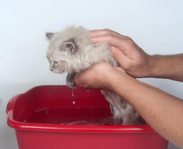 Giving kitten a bath pet grooming 