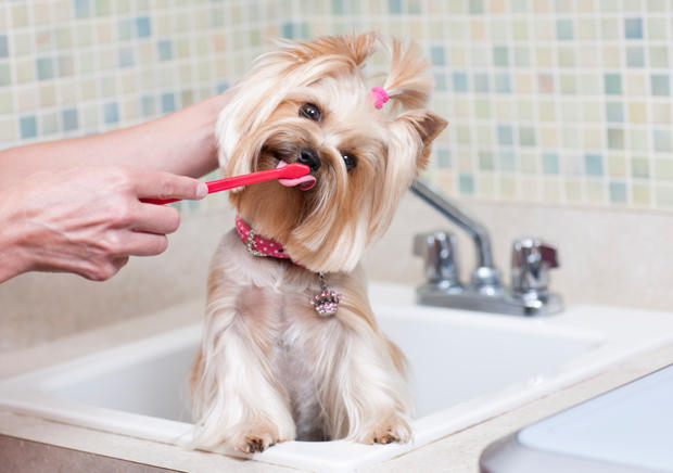Yorkshire Terrier having her Teeth Brushed dog groom 