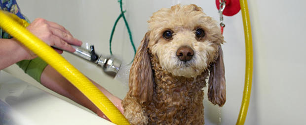 pet grooming dog bath wash 610 header 
