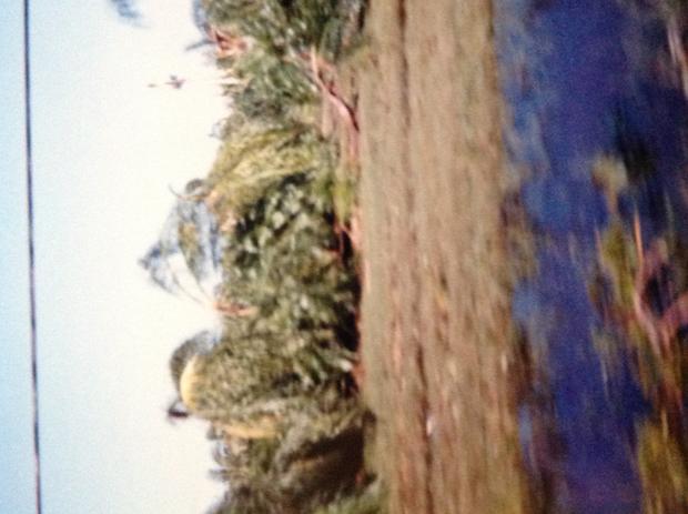 hurricane-charley-pine-island-palm-tree-farm-damage.jpg 