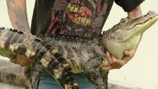 alligator.jpg 