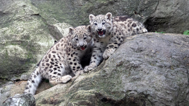 julie-larsen-maher-2513_snow-leopard-and-cubs_him_bz_07-24-14.jpg 