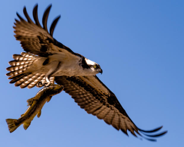 20140501-osprey-flying-with-fish-5134.jpg 