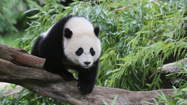 baobao1.jpg 
