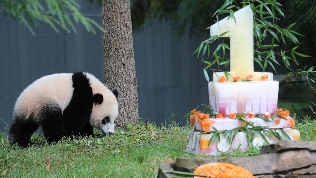 National Zoo celebrates panda cub Bao Bao's first birthday CBS News(01)