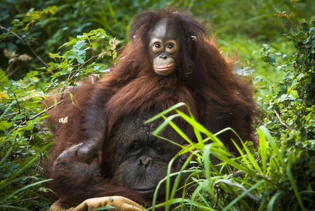 orangutananddaughter.jpg 
