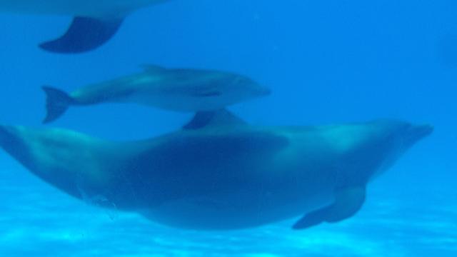 miami-seaquarium-baby-dolphin_photo-2.jpg 