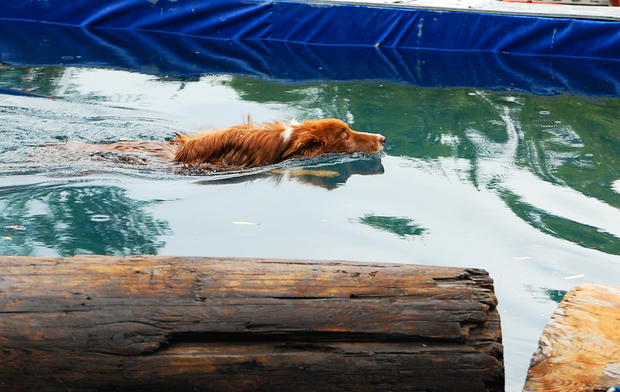 dog-swim-1.jpg 