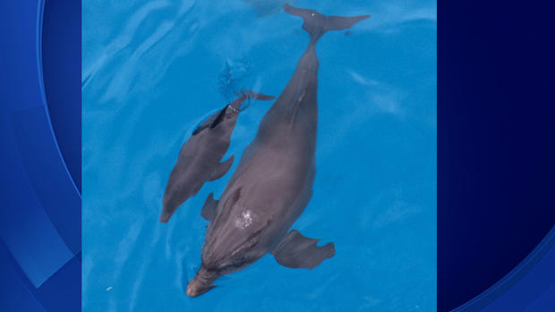 Baby Dolphin 